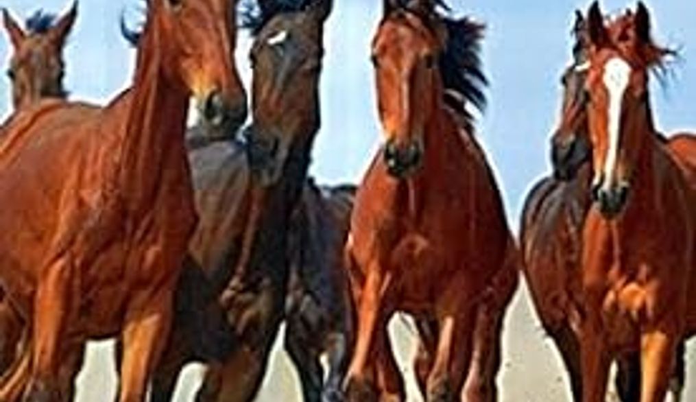 Reseña. Comportamiento organizacional