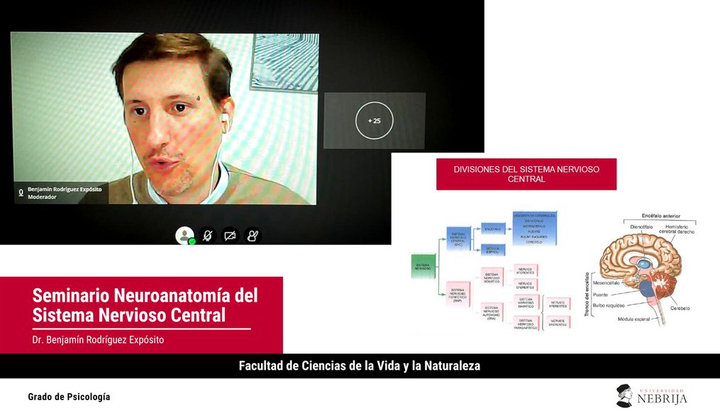 Benjamín Rodríguez: “El sistema nervioso central es complejo ya que está diseñado para que exista la interacción”