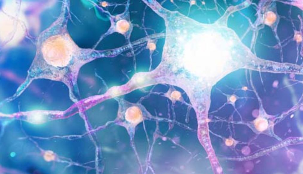 La Red de Investigación en Salud Cerebral, Mental y Bienestar incorpora al grupo NBC de la Universidad Nebrija