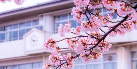 En la imagen se pueden ver flores de cerezo en primer plano con un edificio de fondo.